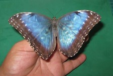 Entomologie morphidea morpho d'occasion  Expédié en Belgium