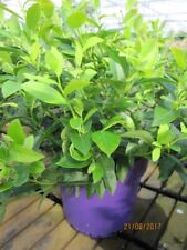 Vaccinium little blue gebraucht kaufen  Zetel