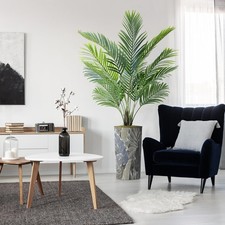 silk palm plant for sale  Alhambra