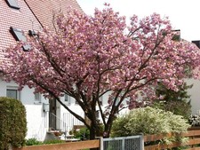 Prunus serrulata kanzan gebraucht kaufen  Dillingen a.d.Donau