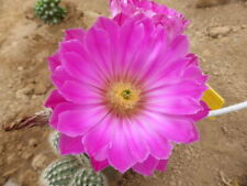 100 echinocereus floresii usato  Napoli