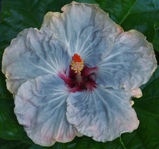 Tinkerbelle tropical hibiscus for sale  Waterloo