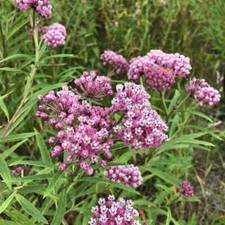 Swamp milkweed seeds for sale  Berwyn