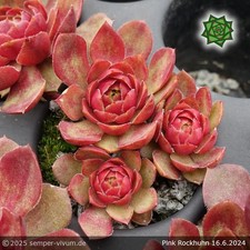 sempervivum gebraucht kaufen  Drachselsried