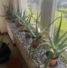 Top aloe vera gebraucht kaufen  Elsoff, Rehe, Oberroßbach