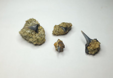 Fossil shark teeth for sale  Shipping to Ireland