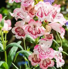 Penstemon strawberries cream for sale  IPSWICH