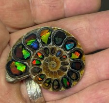 Spectacular rare ammolite for sale  West Palm Beach
