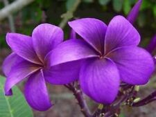 Purple plumeria seeds for sale  Ravensdale