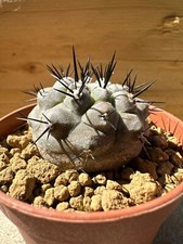 Copiapoa columna alba. usato  Valdastico