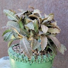 Euphorbia francoisii leandri for sale  Valley Village