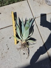 Live agave americana for sale  Tulare