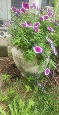 Pair antique concrete for sale  Altoona