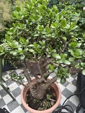 Fresh jade plant for sale  LONDON