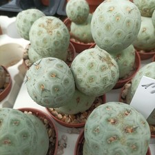 Thephrocactus geometricus 3 usato  Porto Cesareo