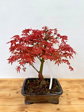 Bonsai acer palmatum gebraucht kaufen  Böhl-Iggelheim
