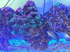 gallon stand 75 aquarium for sale gallon stand 75 aquarium for sale Hopatcong