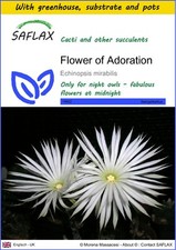 Saflax anzuchtset blume gebraucht kaufen  Münster