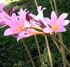 Mature amaryllis belladonna for sale  USA