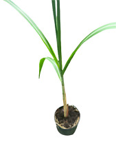Sugar cane edible for sale  Modesto