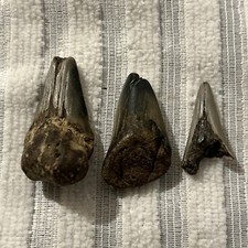 Fossilised sharks teeth for sale  COLCHESTER