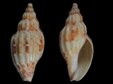 Seashell: Calipara festiva 60,3 mm Dead collected (de Omã) comprar usado  Enviando para Brazil