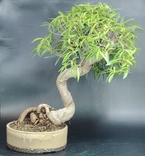 Bonsai ficus nerifolia usato  Cison di Valmarino