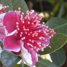 Pianta feijoa usato  Terlizzi