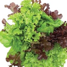 Lettuce plants mixed for sale  EVESHAM