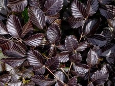 Copper purple beech for sale  KING'S LYNN
