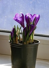 Saffron corms bulb for sale  Bainbridge