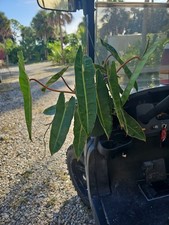 Large philodendron billietiae for sale  Englewood