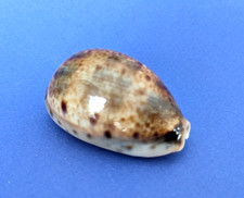 Cypraea lynx gem d'occasion  Nice-