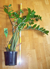 glucksfeder zamioculcas gebraucht kaufen glucksfeder zamioculcas gebraucht kaufen Deutschland
