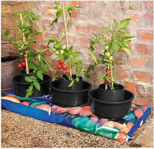 Tomato watering grow for sale  BELVEDERE