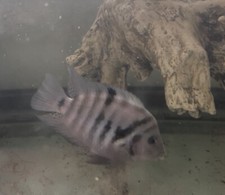 Male convict cichlid for sale  Port Neches