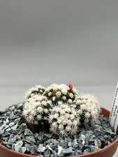 Mammillaria gracilis oruga usato  Monterosso Almo