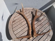 Paire bois cerf d'occasion Paire bois cerf d'occasion  Spézet