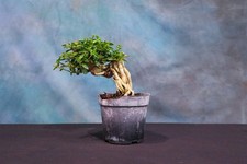 Premna pre bonsai for sale  North Fort Myers