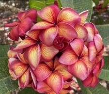 00609a plumeria red gebraucht kaufen  Dettingen an der Erms