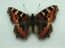 British small tortoiseshell for sale  FOLKESTONE