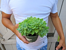 Echeveria blue atoll for sale  Garden Grove