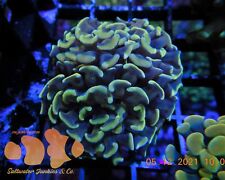 hammer coral for sale hammer coral for sale El Mirage