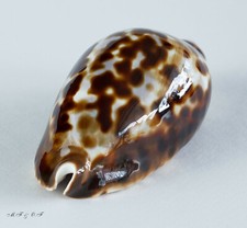 Cypraea zoila friendii gebraucht kaufen  Mönchengladbach