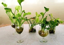 Large water plantain for sale  Oxford