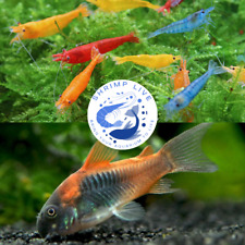 Corydoras venezuela mix for sale  Walnut Creek