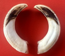 Coppia superiore cinghiale usato  Cecina