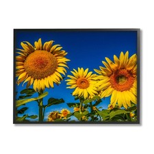 Sunflower plants sunny for sale  Knoxville