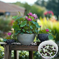 10pcs germinated lotus for sale  Staten Island