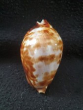 Zoila friendii friendii for sale  Raleigh